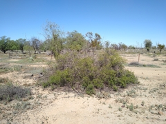 Eremophila polyclada