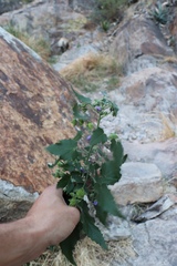 Batesimalva violacea