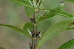 Hygrophila lacustris