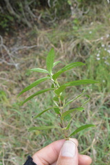 Hygrophila lacustris