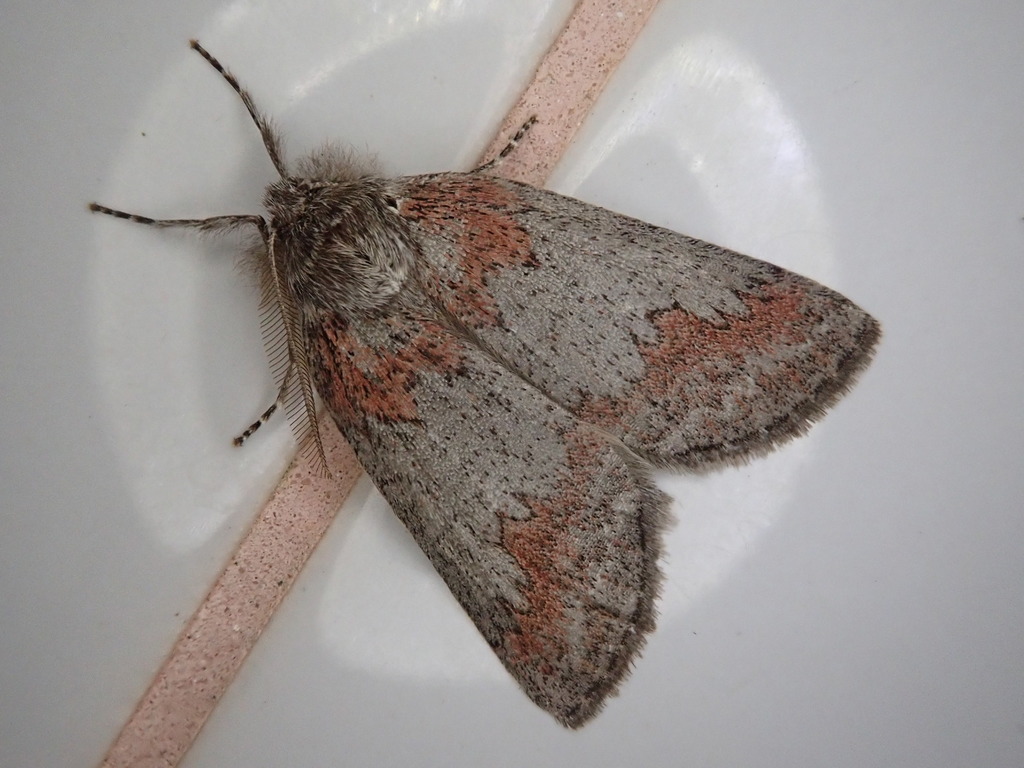Planociampa modesta