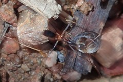 Leptomyrmex rothneyi