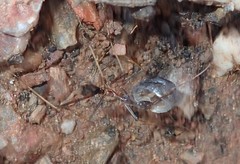 Leptomyrmex rothneyi