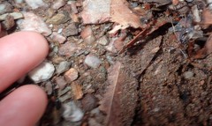 Leptomyrmex rothneyi