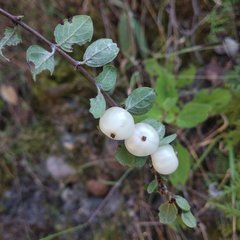Symphoricarpos microphyllus