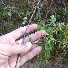 Symphoricarpos microphyllus