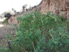 Lupinus