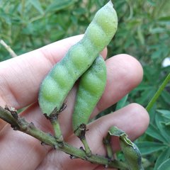 Lupinus