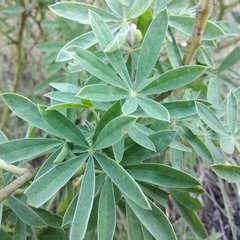Lupinus