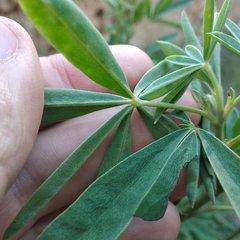 Lupinus