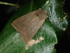 Agrocholorta nawae