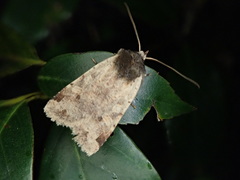 Rhynchaglaea scitula