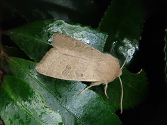 Orthosia paromoea