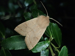 Anorthoa angustipennis