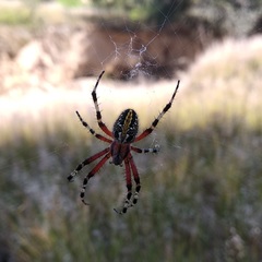 Neoscona oaxacensis