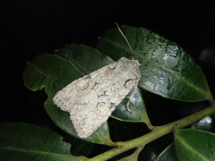 Lithophane pruinosa