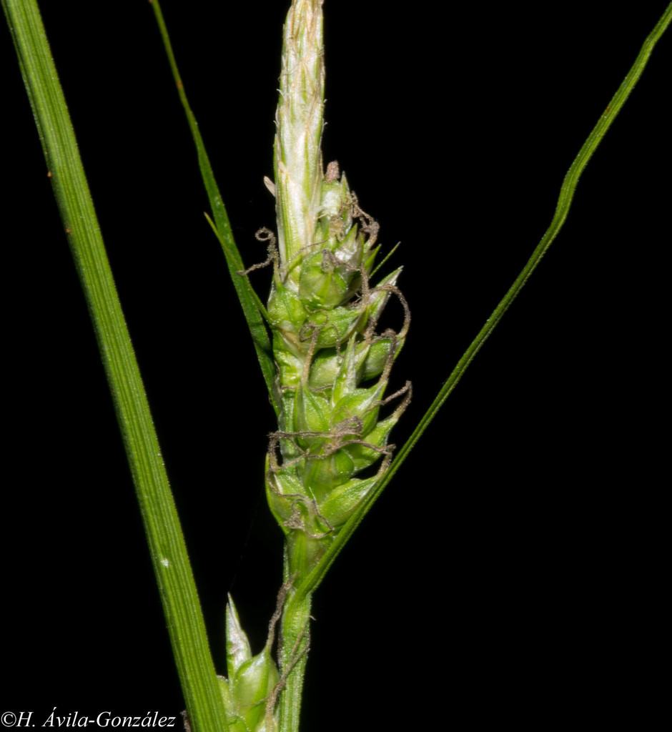 Carex boliviensis
