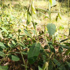 Crotalaria rzedowskii