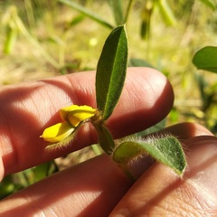 Crotalaria rzedowskii