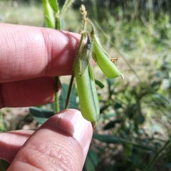 Crotalaria rzedowskii