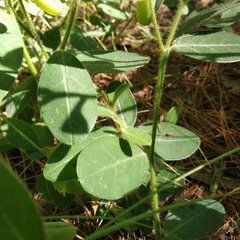 Crotalaria rzedowskii