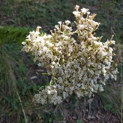 Stevia serrata