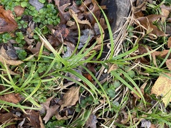 Carex muskingumensis