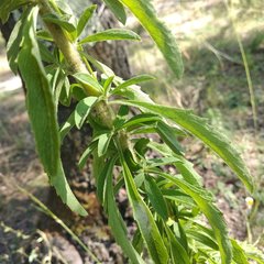 Stevia serrata