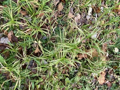Carex muskingumensis
