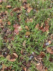 Carex muskingumensis