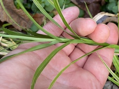 Carex muskingumensis