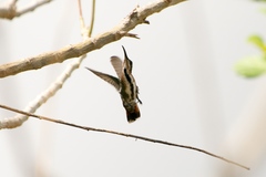 Anthracothorax veraguensis