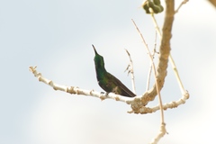 Anthracothorax veraguensis