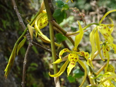 Cyrtochilum pardinum