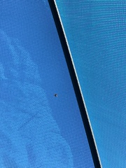 Apis mellifera