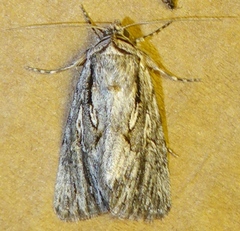 Sympistis chandleri