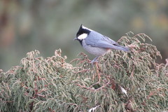 Periparus rubidiventris