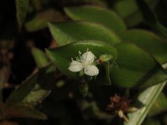 Callisia gracilis