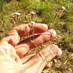 Stevia elatior