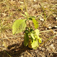 Stevia elatior