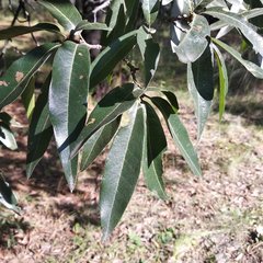 Quercus