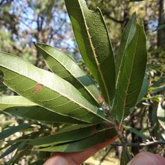 Quercus