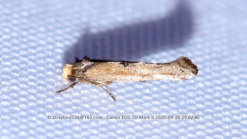 Zelleria silvicolella