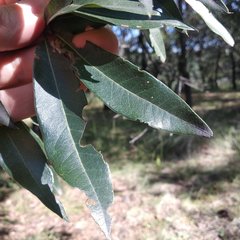 Quercus