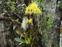 Cyrtochilum pardinum