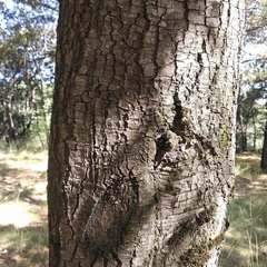 Quercus