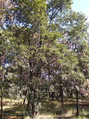 Quercus