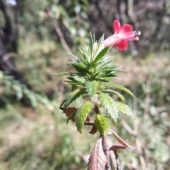 Loeselia mexicana