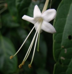 Clerodendrum longiflorum glabrum
