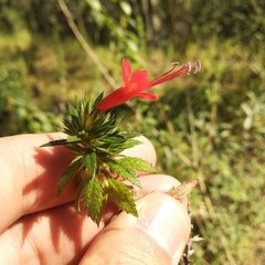 Loeselia mexicana